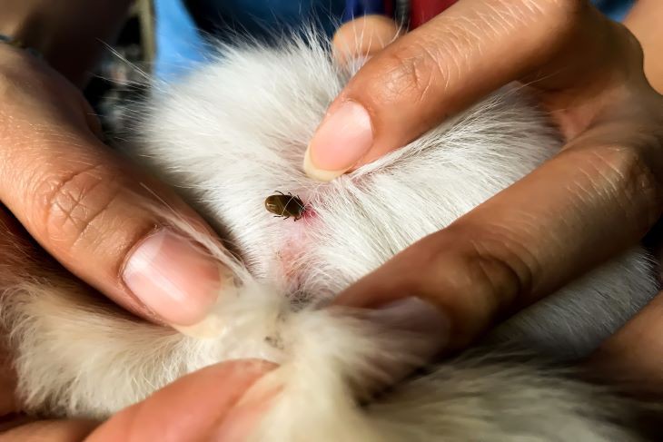 Afbeelding hoe-ziet-een-vlooienbeet-er-uit